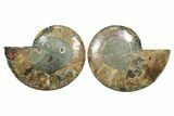 Cut & Polished Crystal-Filled Ammonite Fossil - Madagascar #354162-1